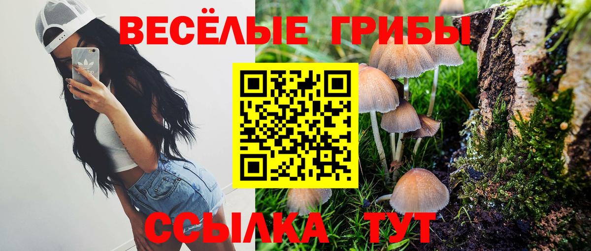 Галлюциногенные грибы Psilocybe Карталы